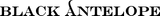 Black Antelope
